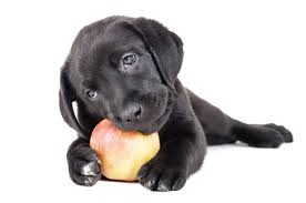 DOGS APPLES.jpg