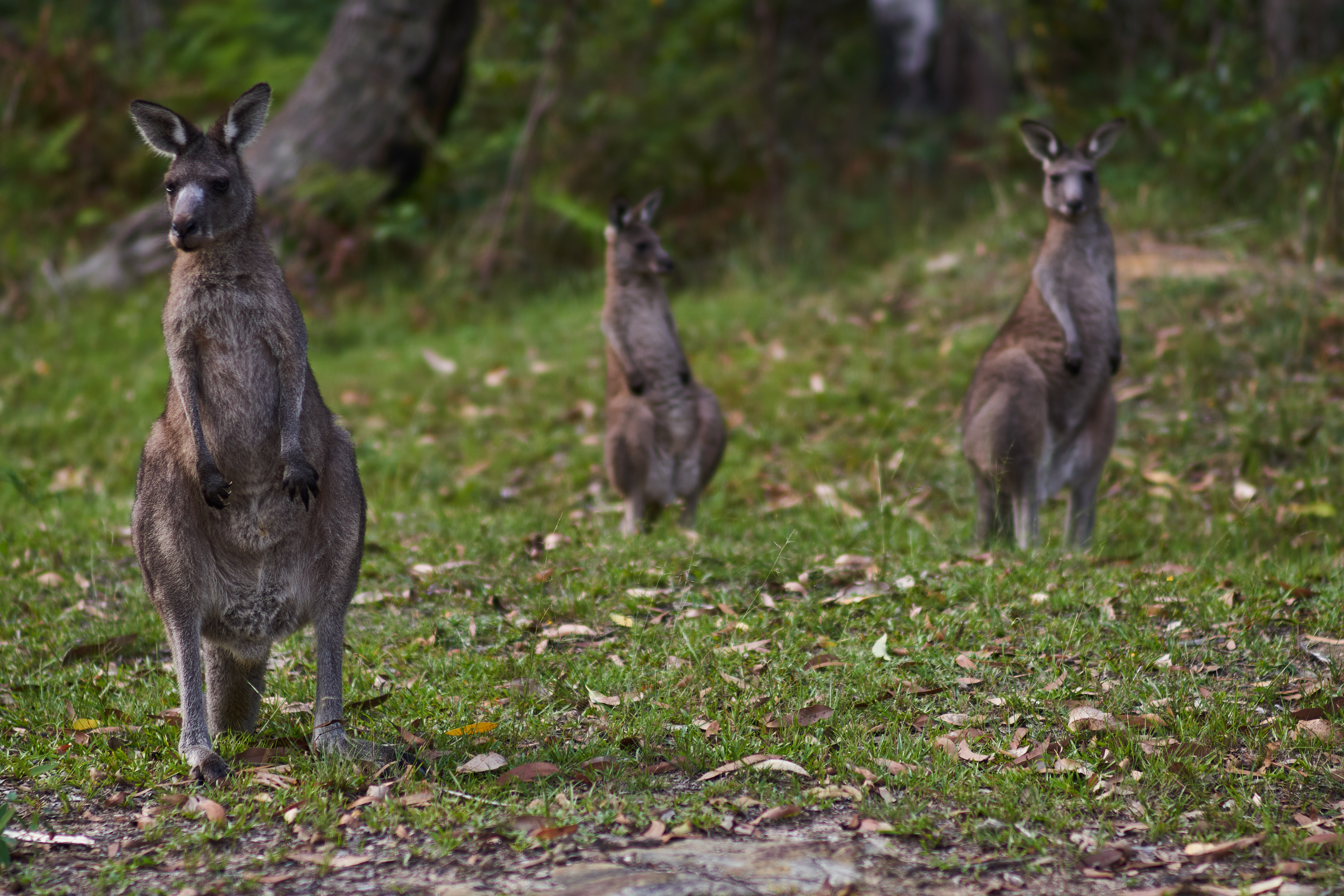 Kangurus.jpg