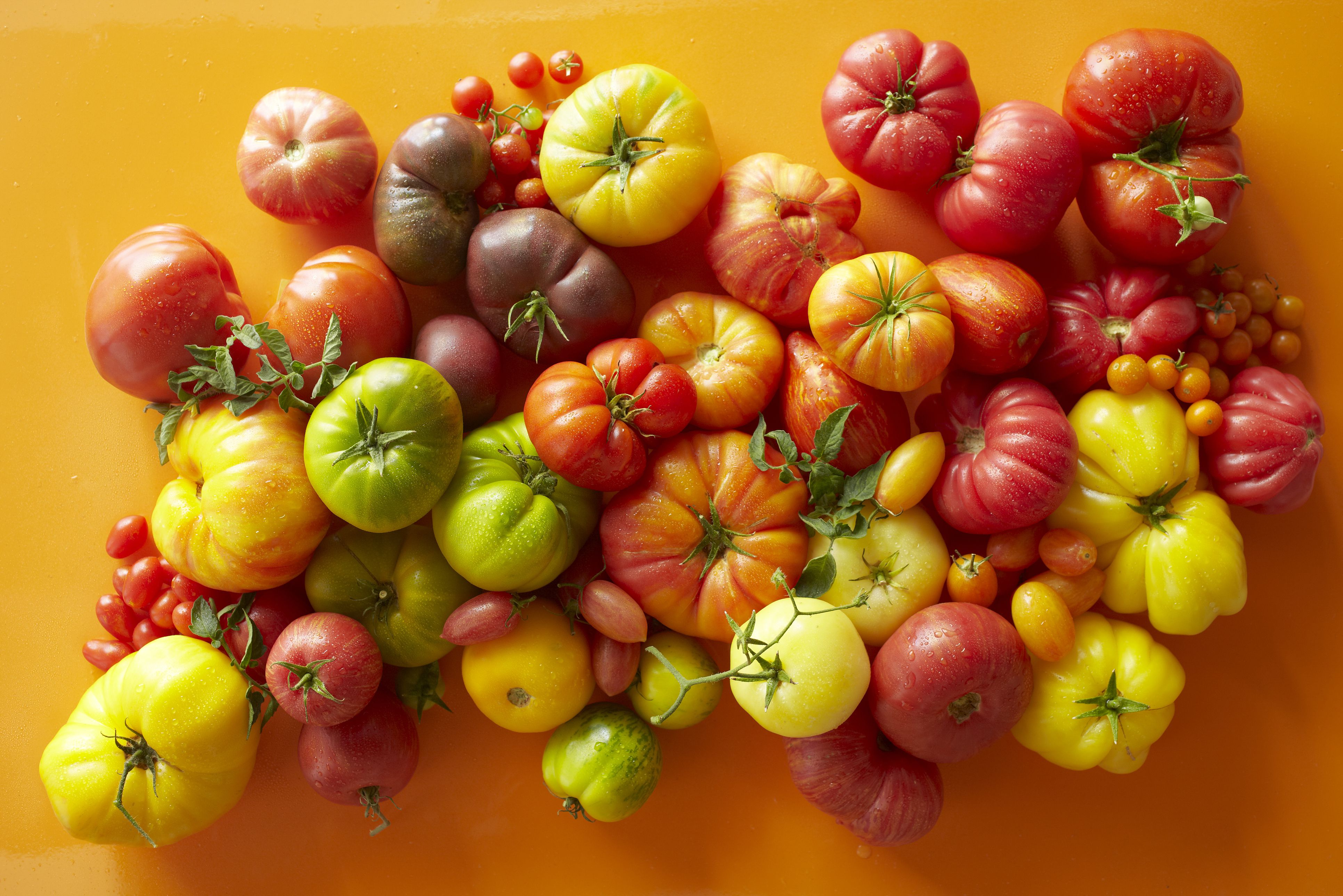 overhead-of-a-variety-of-tomatoes-462112185-588562e95f9b58bdb3a4fd07.jpg