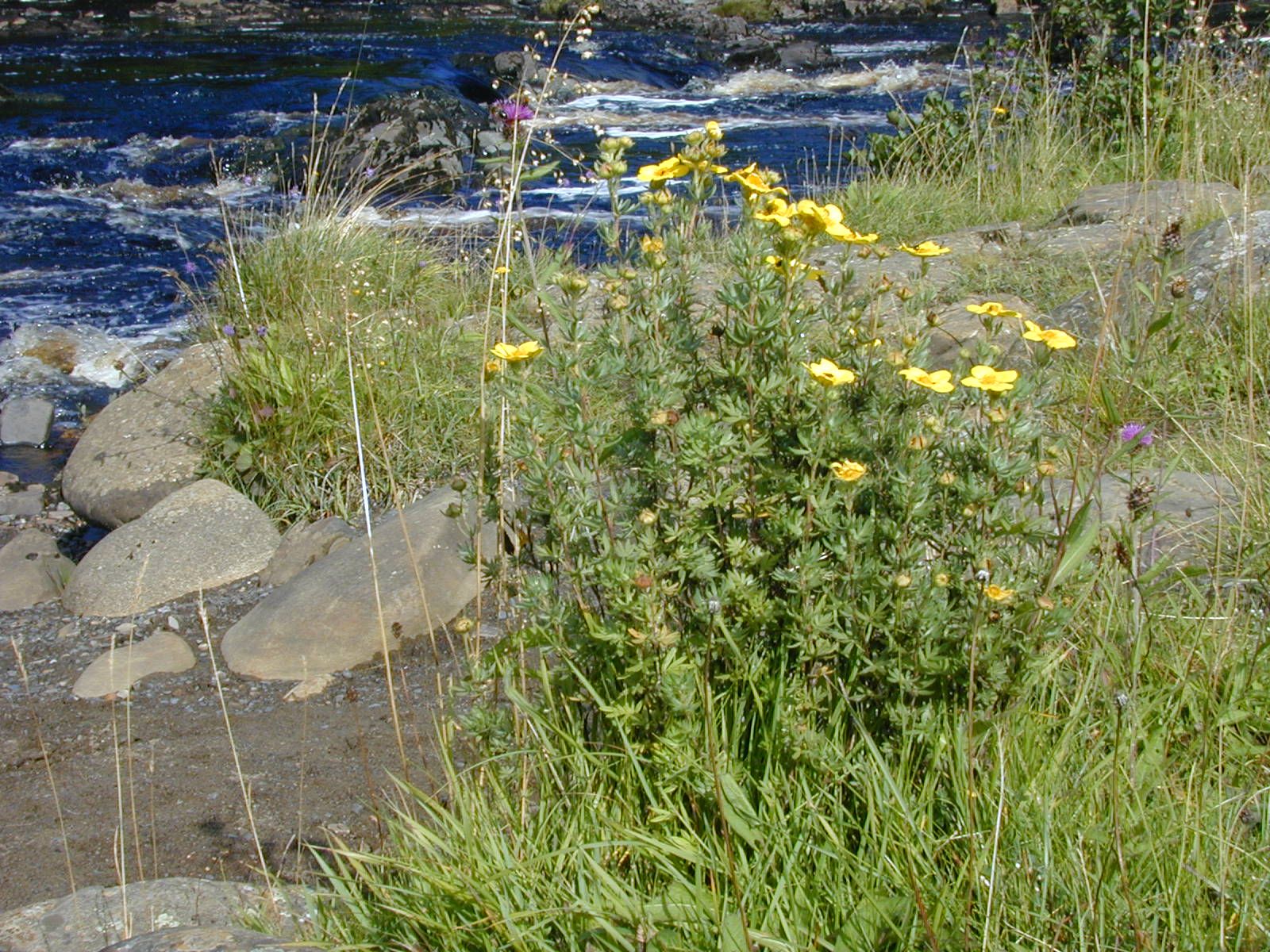 Shrubby Cinquefoil.JPG