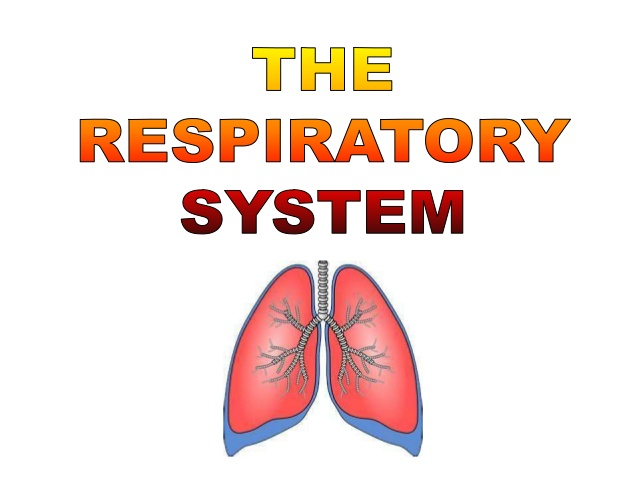Human Body Series Part 3 The Respiratory System — Steemkr