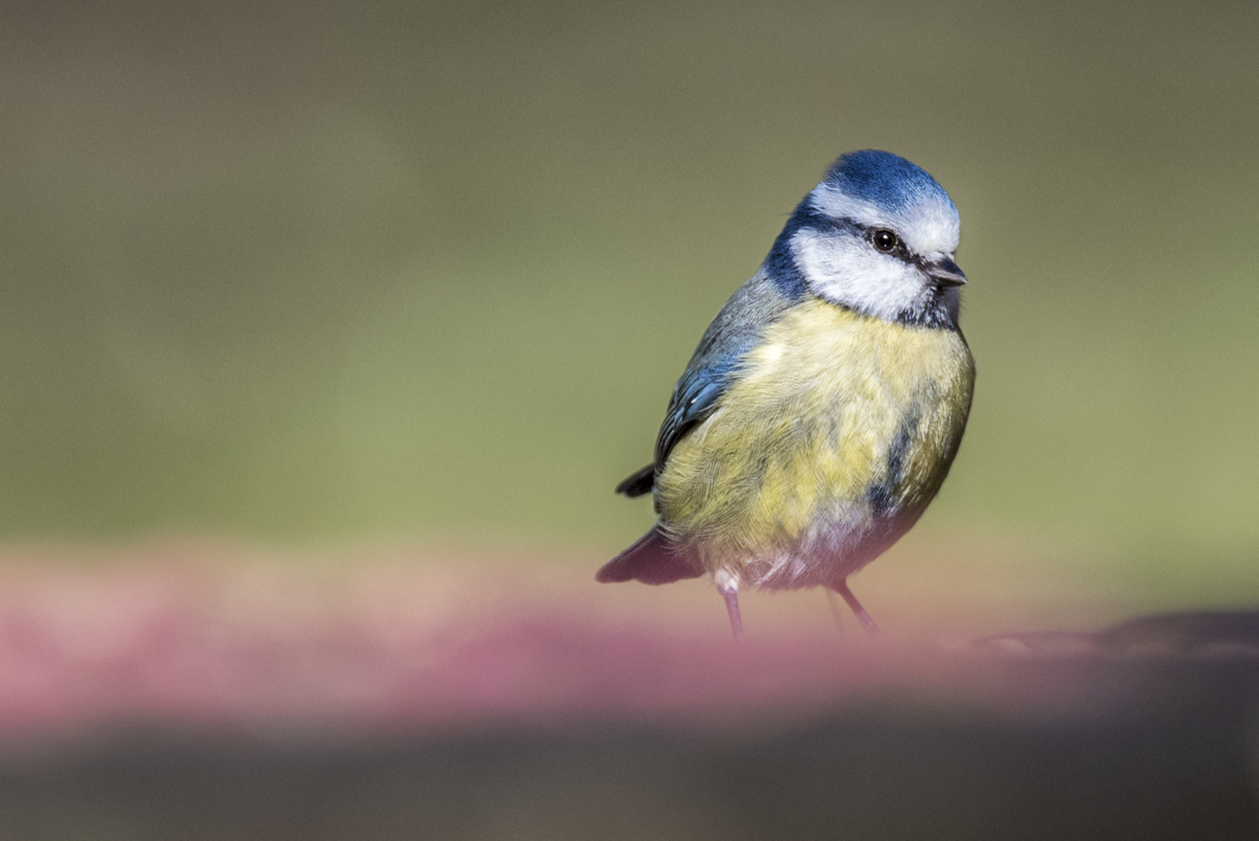 blue tit.jpg