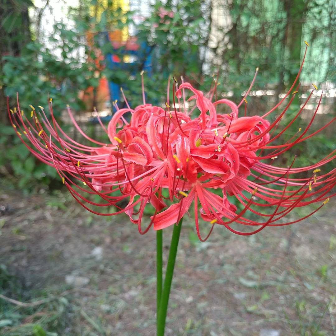 Lycoris Radiata Red Spider Lily Beautiful But The Symbol Of Death Steemit