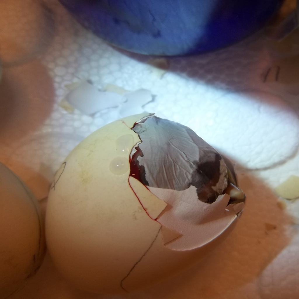 Picturefromcamera 171 Chick hatching.png