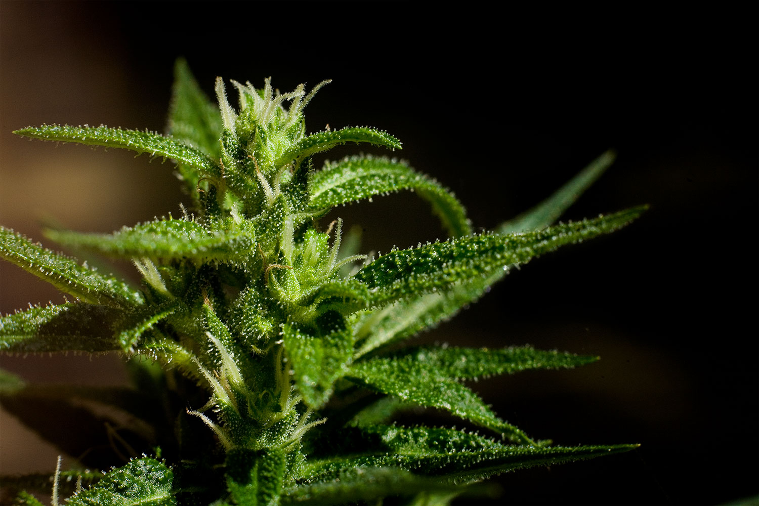 Дикорастущая конопля тгк семена марихуаны челябинск