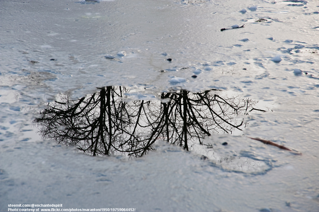 TreesReflectedInIcyPuddle-030118.jpg