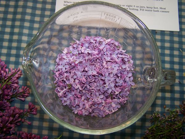 Lilac jelly - processing lilacs - blossoms crop May 2018.jpg