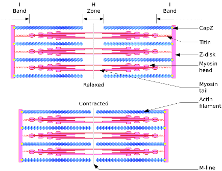 Sarcomere.svg.png