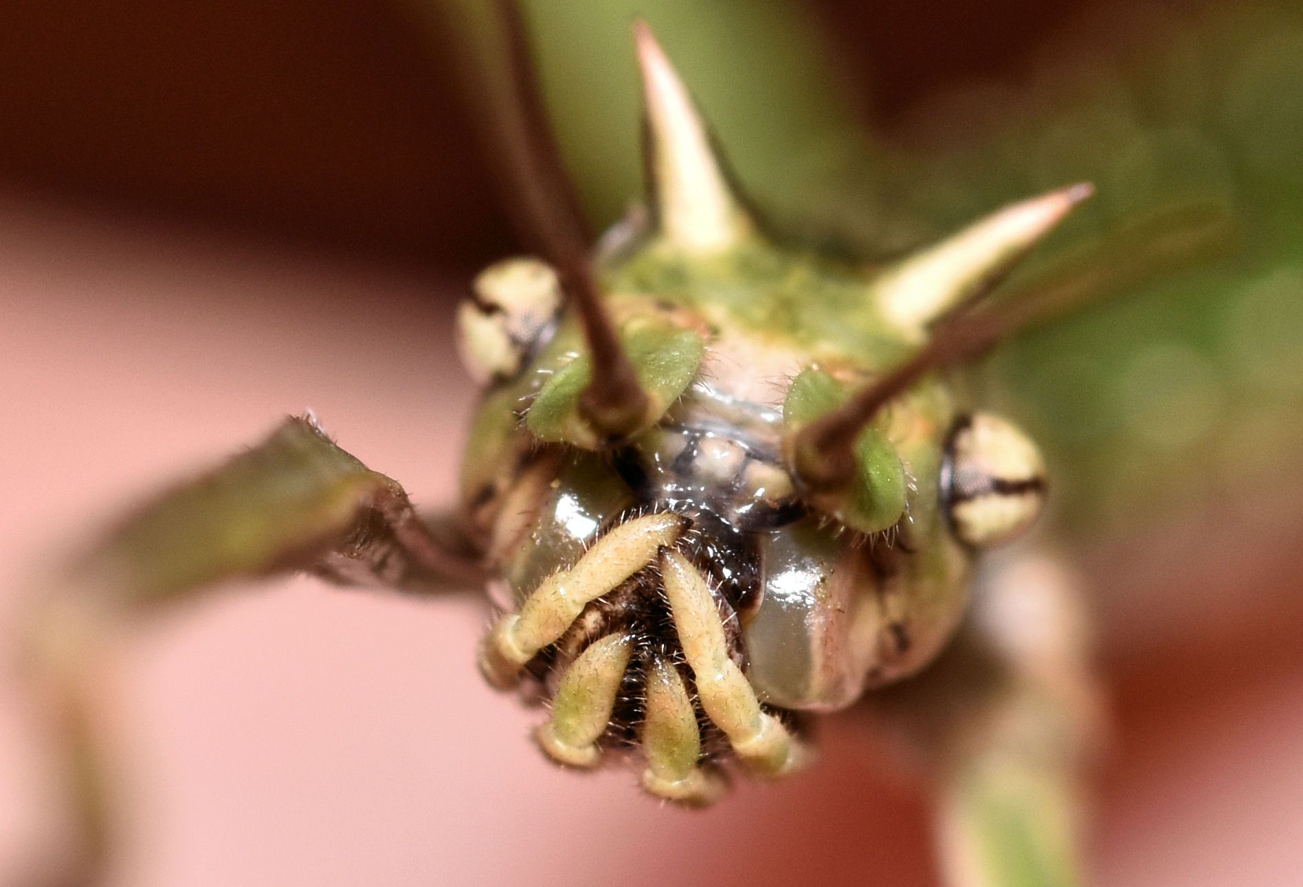 stickbug face macro.jpg