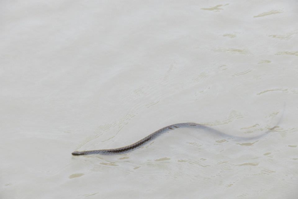 Snake in the River.jpg