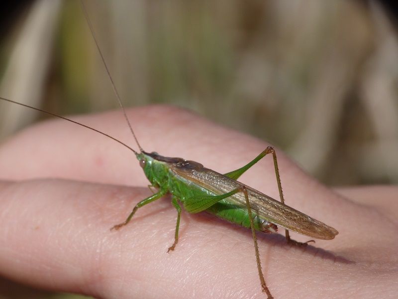 long winged conehead.jpg