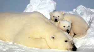 Polar bear - young.jpg