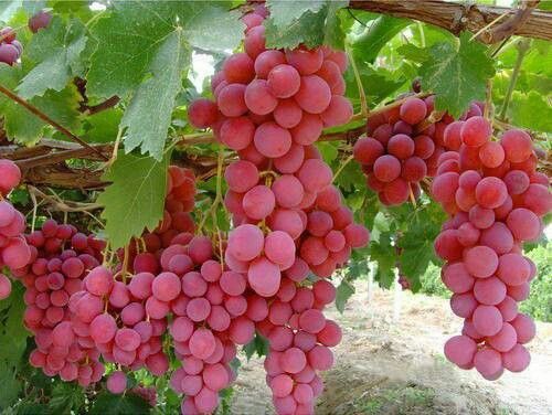 1a5cba1a5f21214d31913a56f6b7ea60--red-grapes-healthy-fruits.jpg