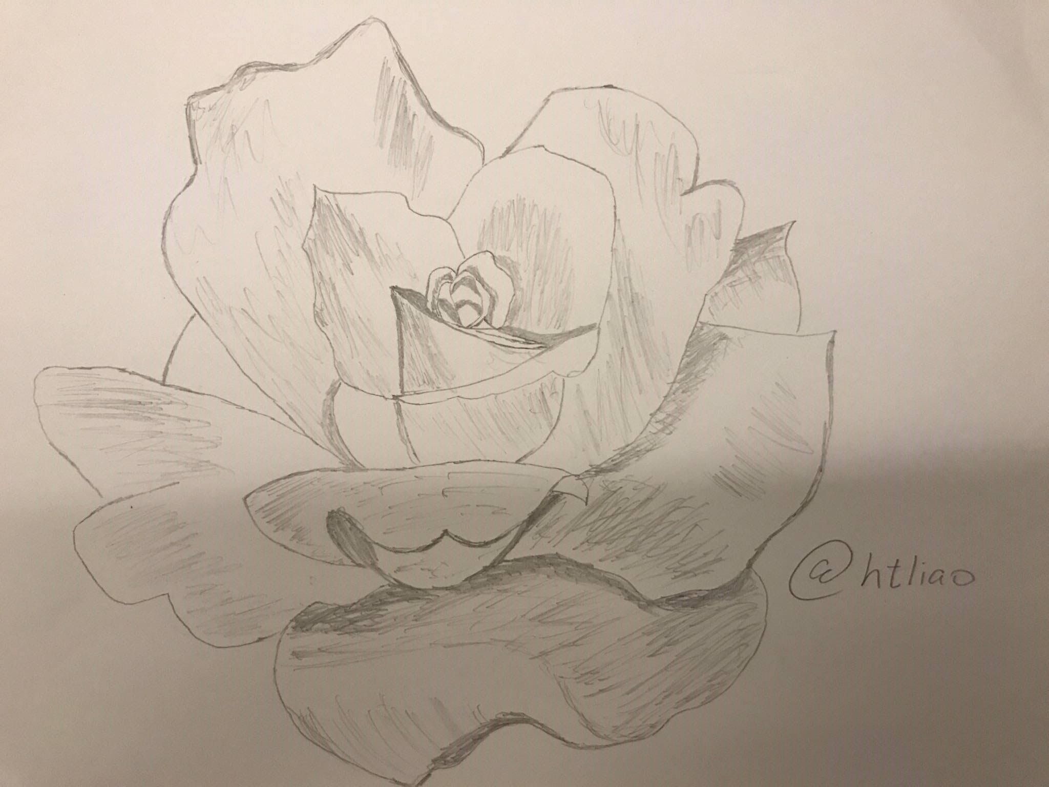 Drawing Challenge #2 Rose Pencil Sketch 攻瑰花鉛筆素描