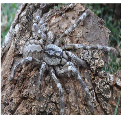 World\'s Largest Spider (Part-2) — Steemit World\'s Largest Spider (Part-2) — Steemit
