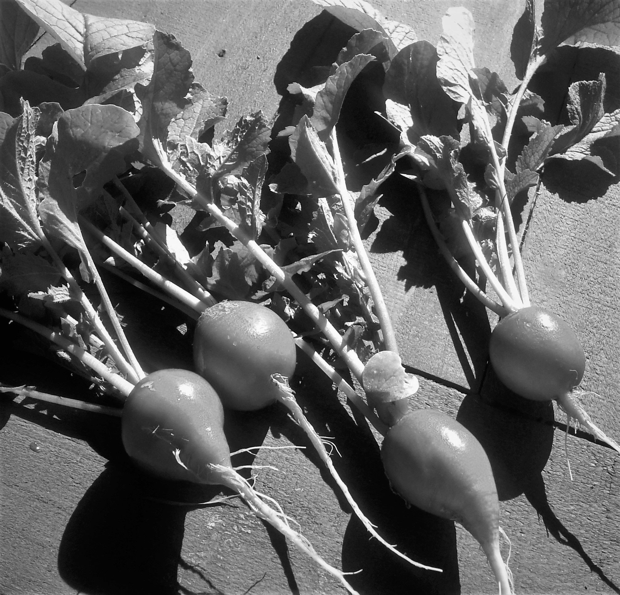 radishes in black and white.jpg