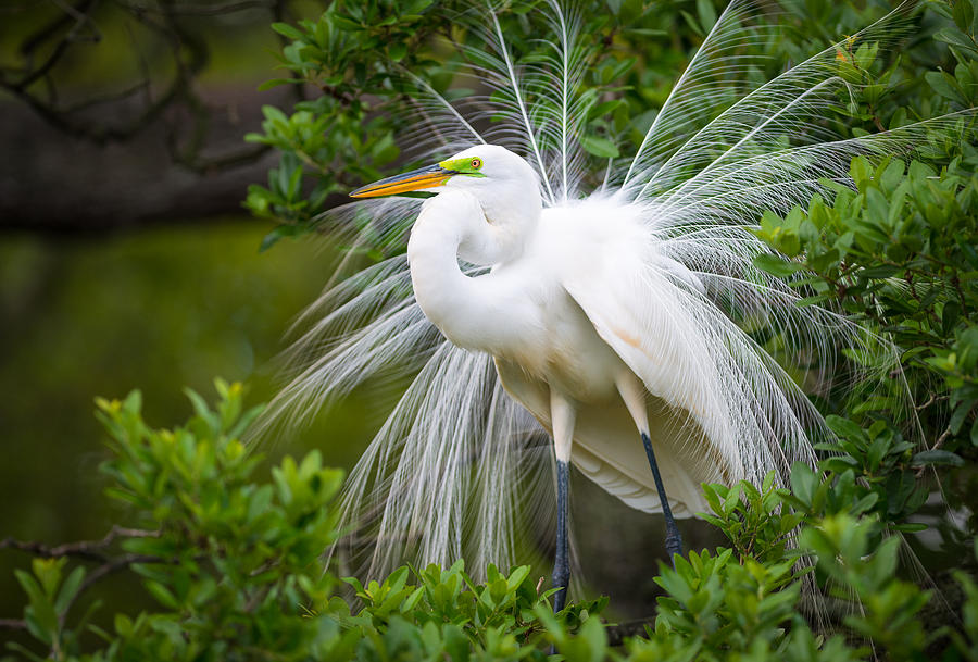 Great Egret Nesting.jpg