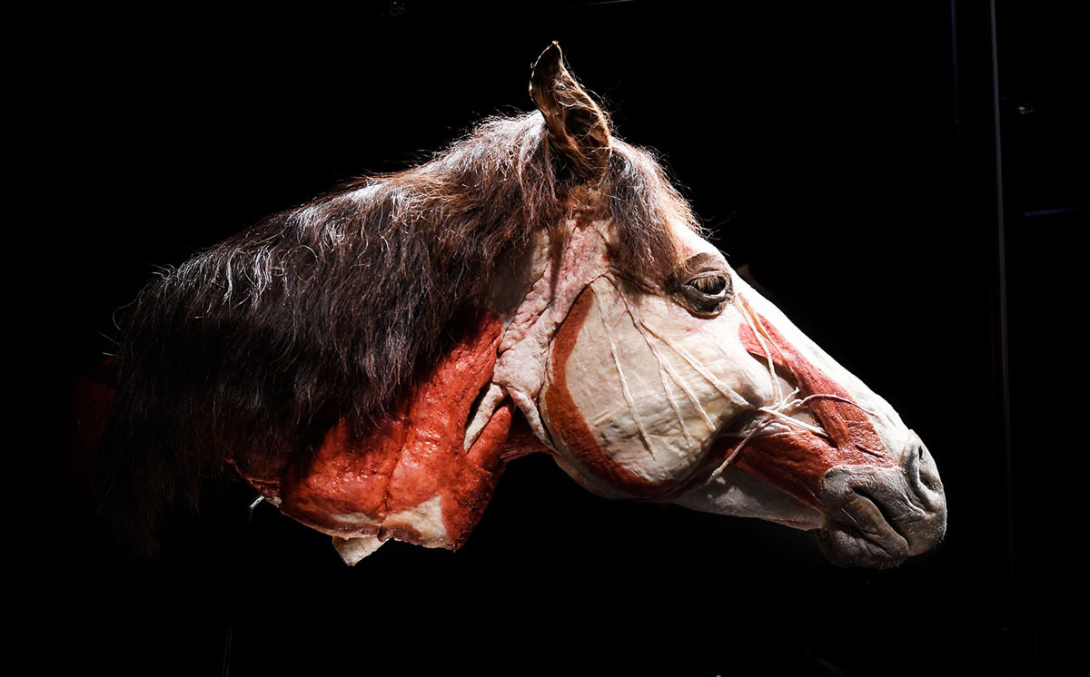 A full plastinated head of a horse.jpg