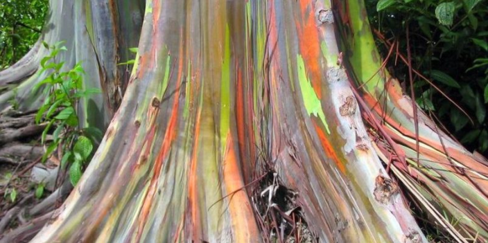 Rainbow eucalyptus trees in kailua hawaii 2.PNG