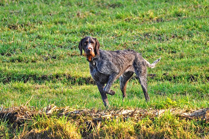 german-wire-haired-pointer-3226809__480.jpg