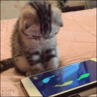 tablet fish cats.gif