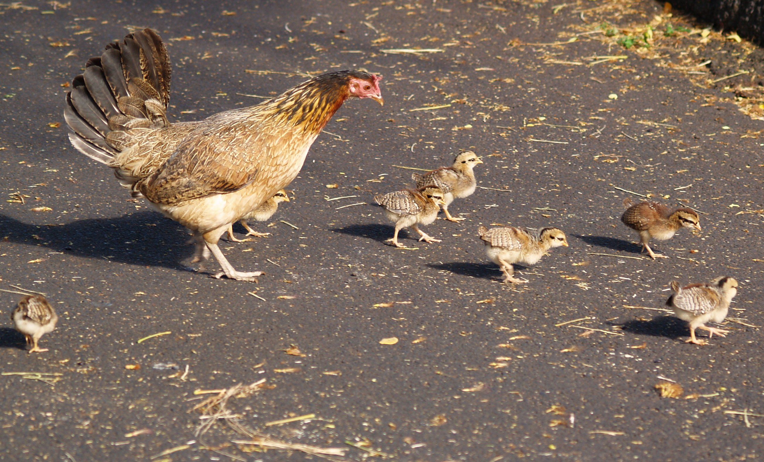 hen-and-chicks.jpg