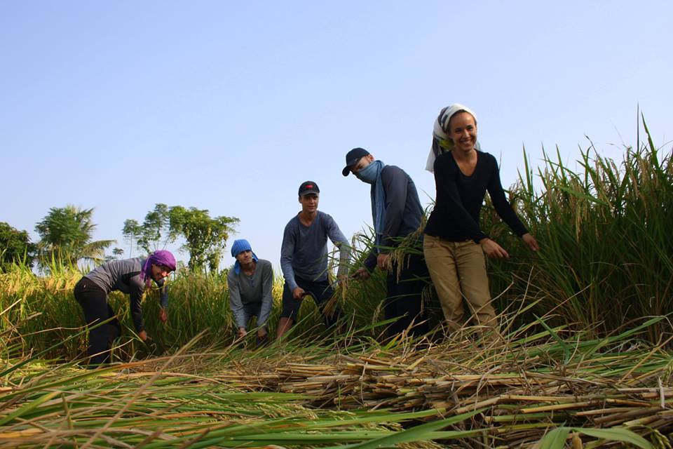 harvesting rice.jpg