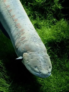 electric-eel_519_600x450.jpg