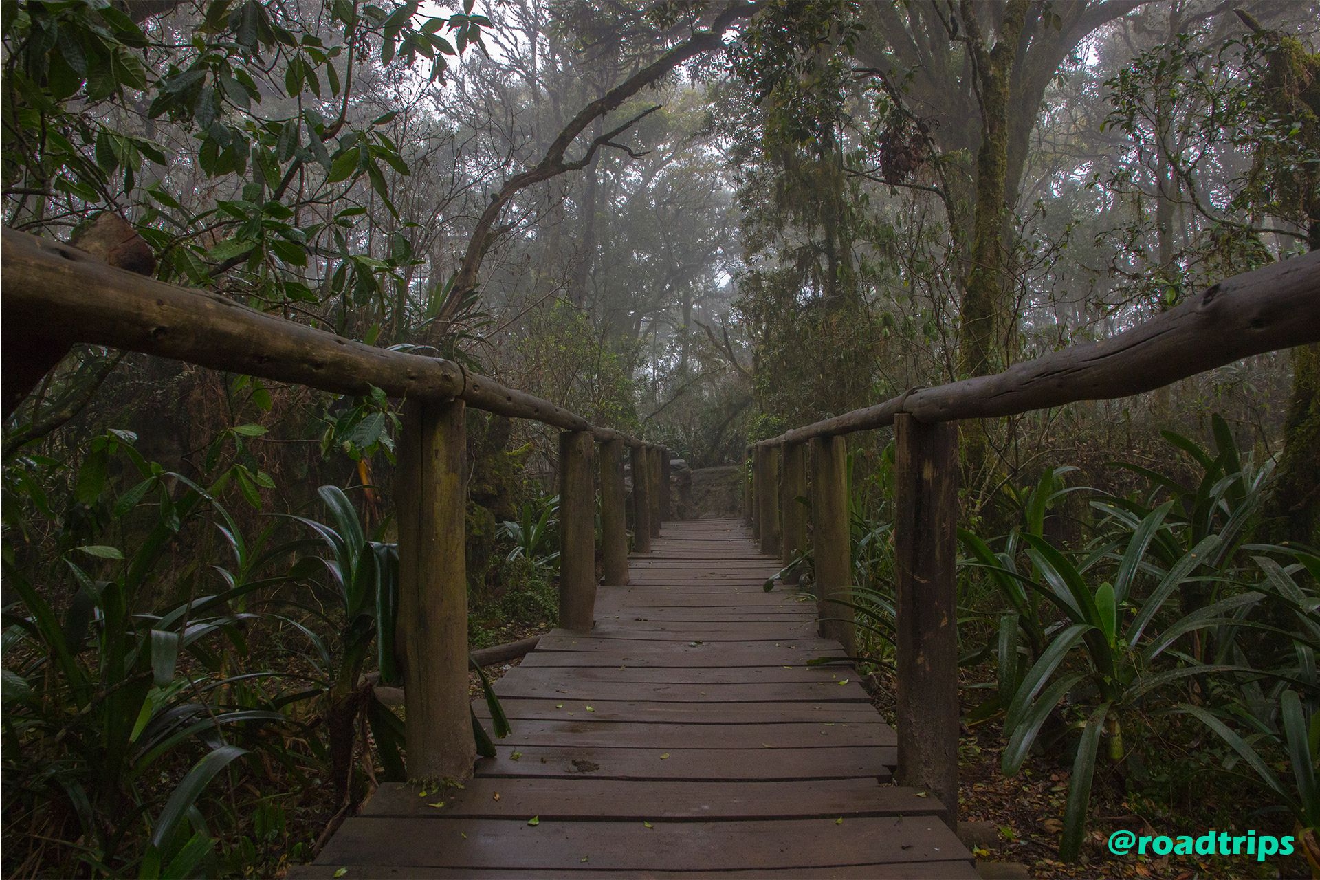 Rain-forest-at-God's-Window.jpg