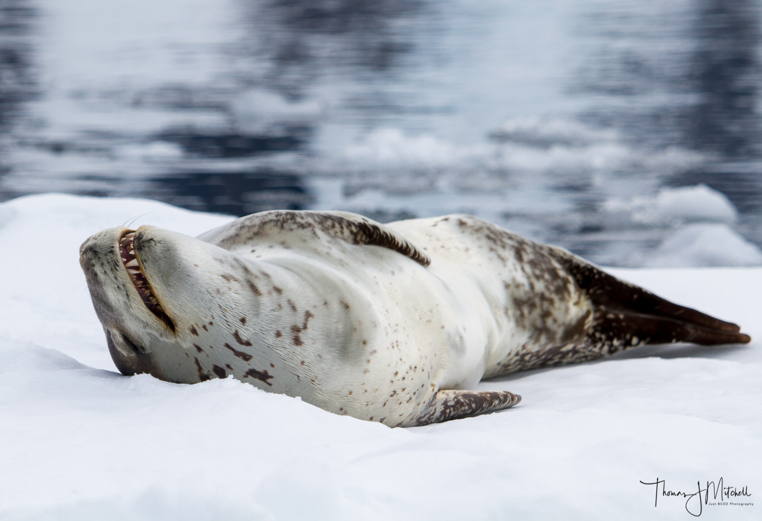 Leopard seal-1.jpg