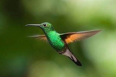 hummingbird-2139278_640.jpg
