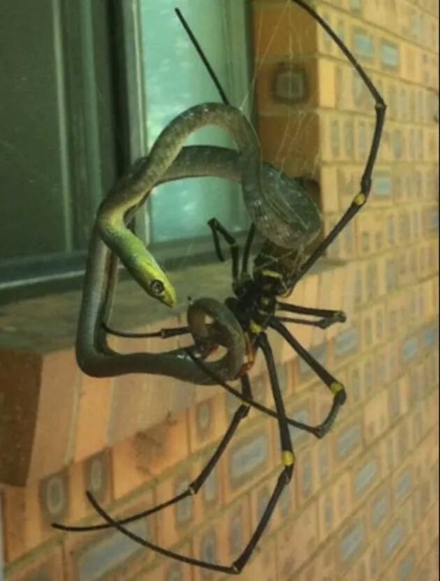 spider vs snake.jpg
