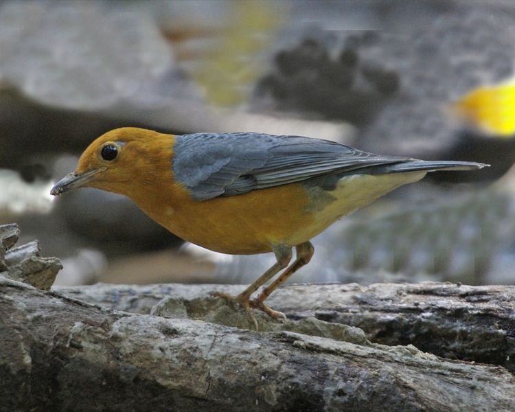 Tentang Burung Anis Merah Steemit