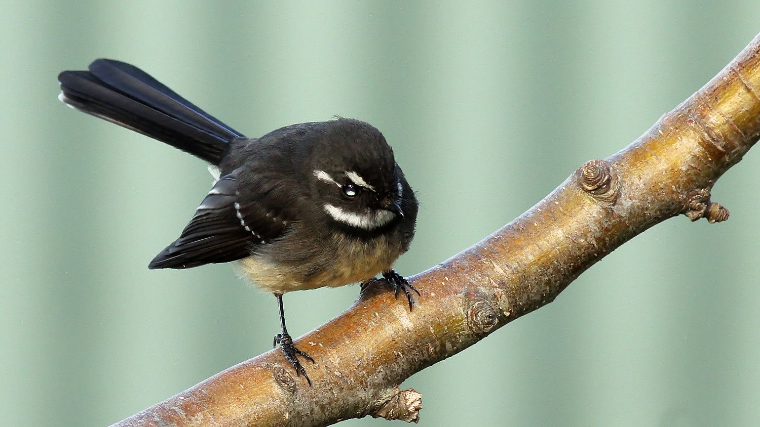 Rhipidura albiscapa Grey Fantail n1.jpg