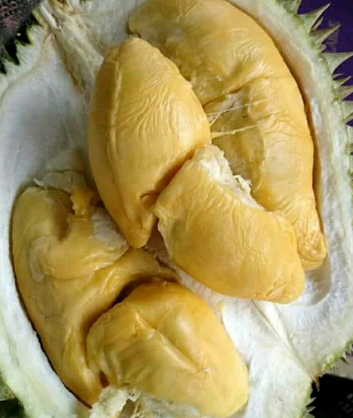 Download 8800 Koleksi Gambar Durian Kuning Paling Bagus 