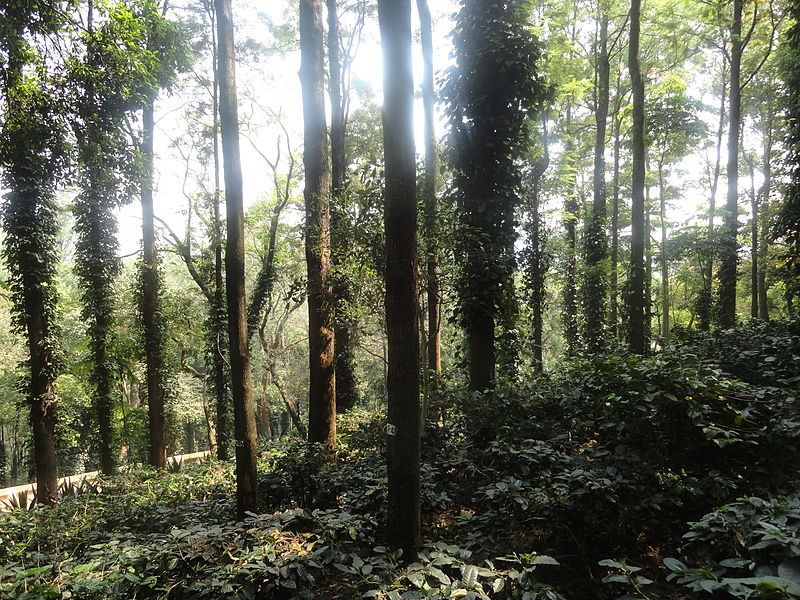 Coffee_plantation_at_Araku_(11).JPG