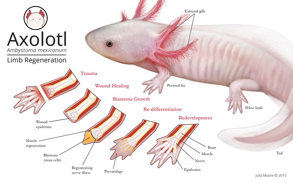 Axolotl.jpg