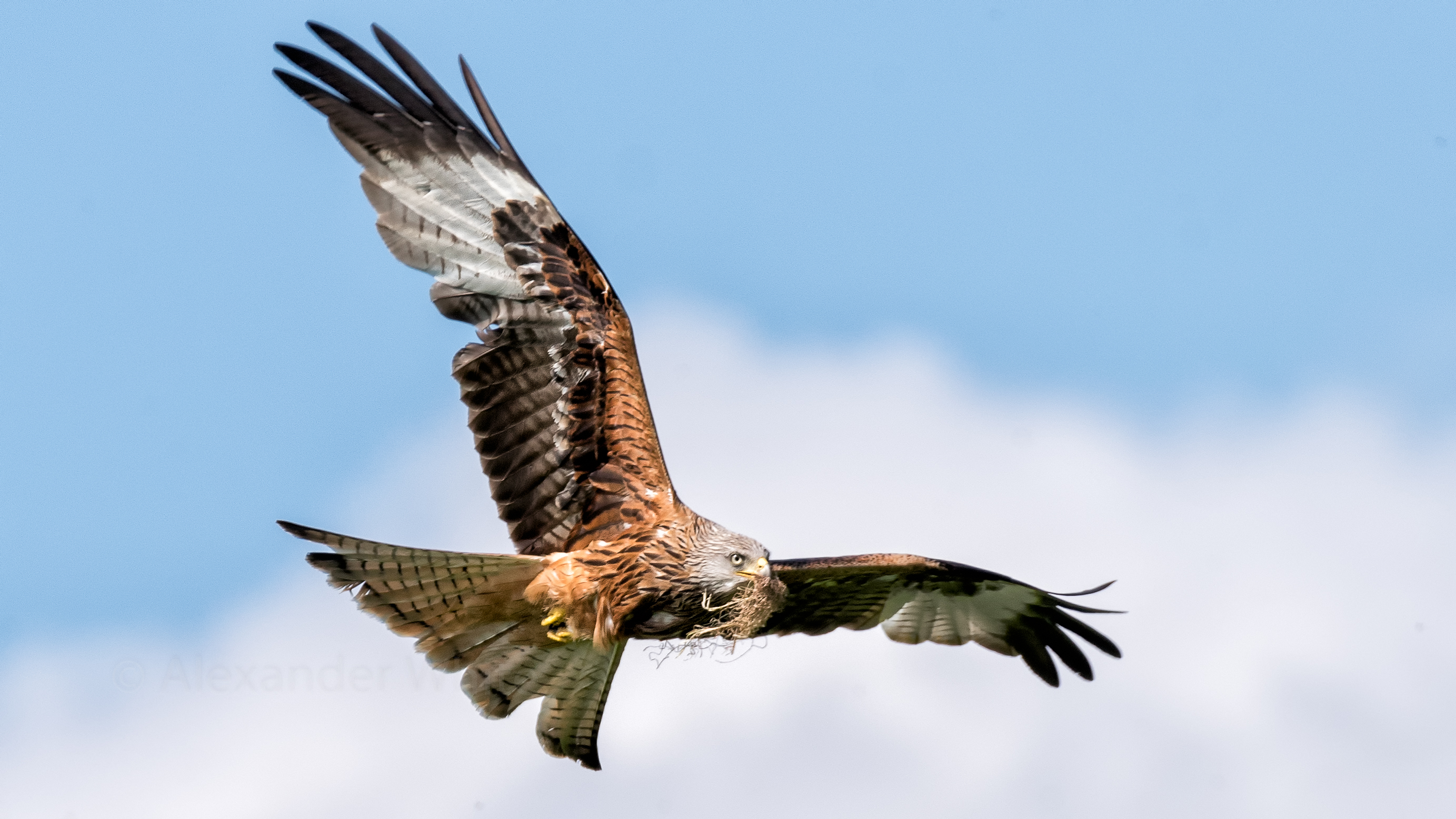 Red Kite.JPG