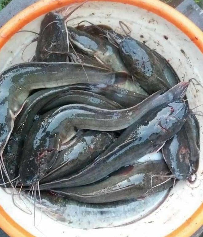 Manfaat Yang Bisa Kita Peroleh Dari Mengkonsumsi Ikan Lele Steemit