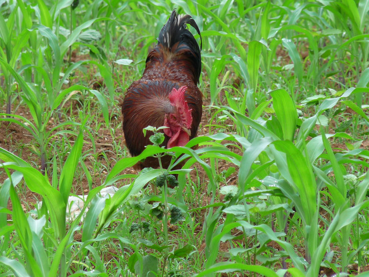 The rooster