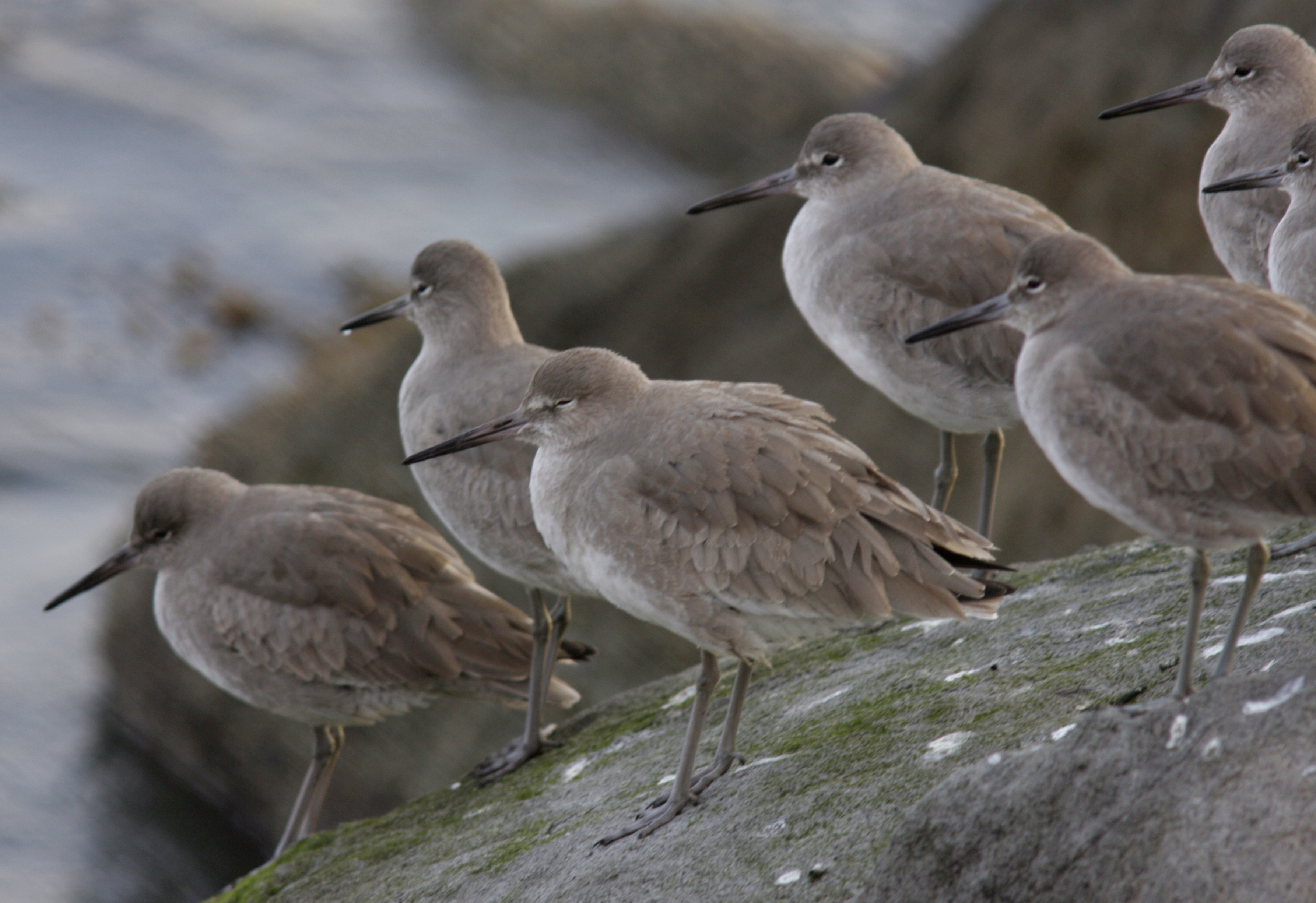 willets.jpg