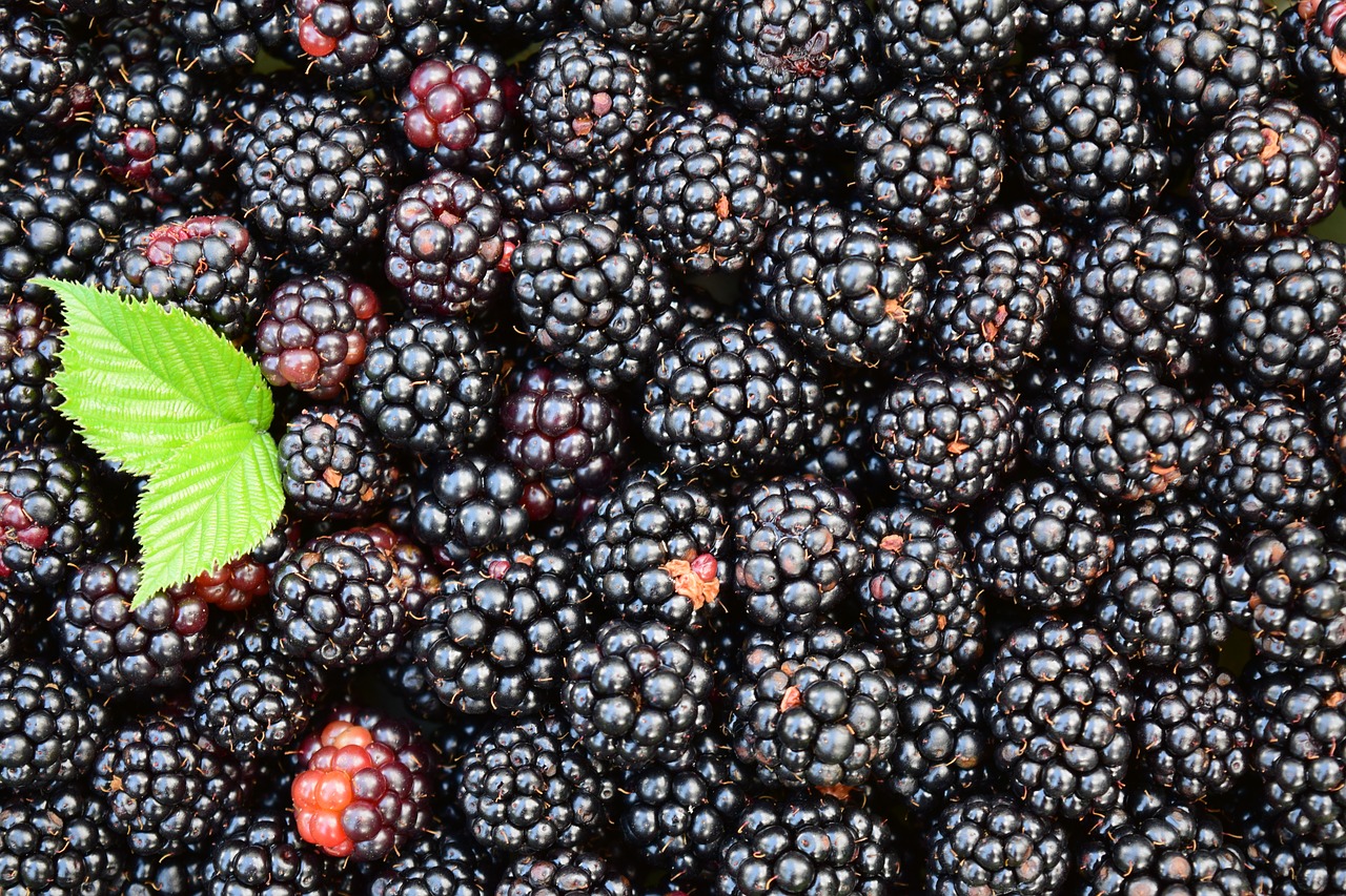 blackberries-1541320_1280.jpg