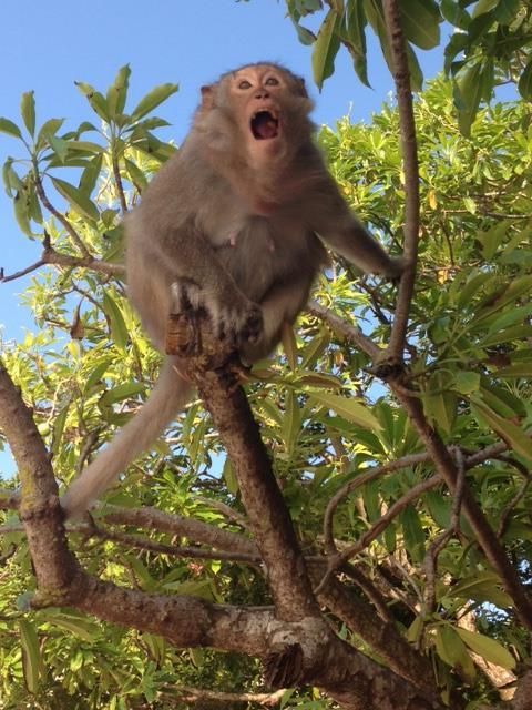 Thailand Monkey.JPG