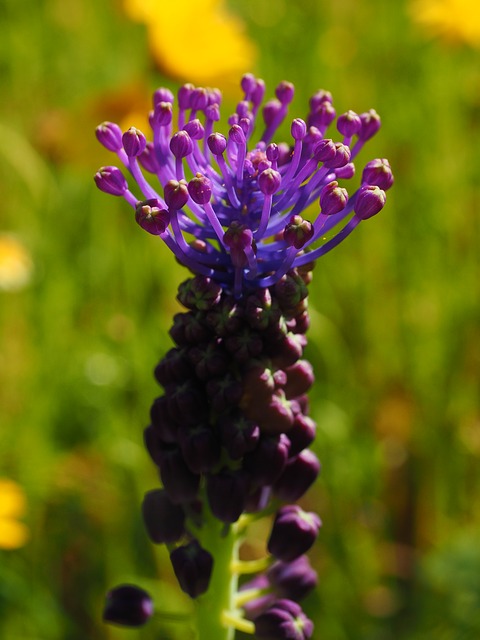 schopf-grape-hyacinth-1090265_640.jpg