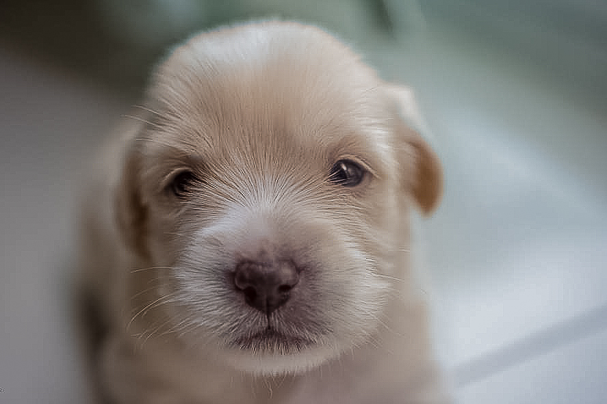 Pet-3.jpg