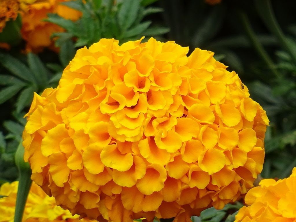 DSC00625.JPG