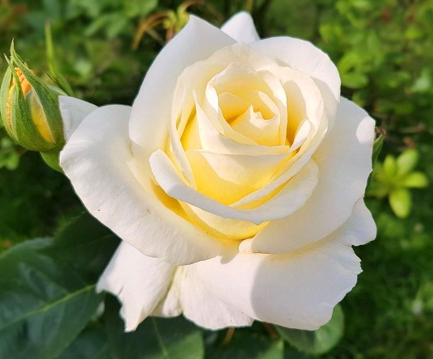 Paling Keren  24 Foto  Bunga  Ros Tercantik Gambar Bunga  Indah