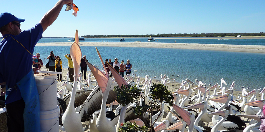 blog-header-pelican-feeding-900x450.fw_.png