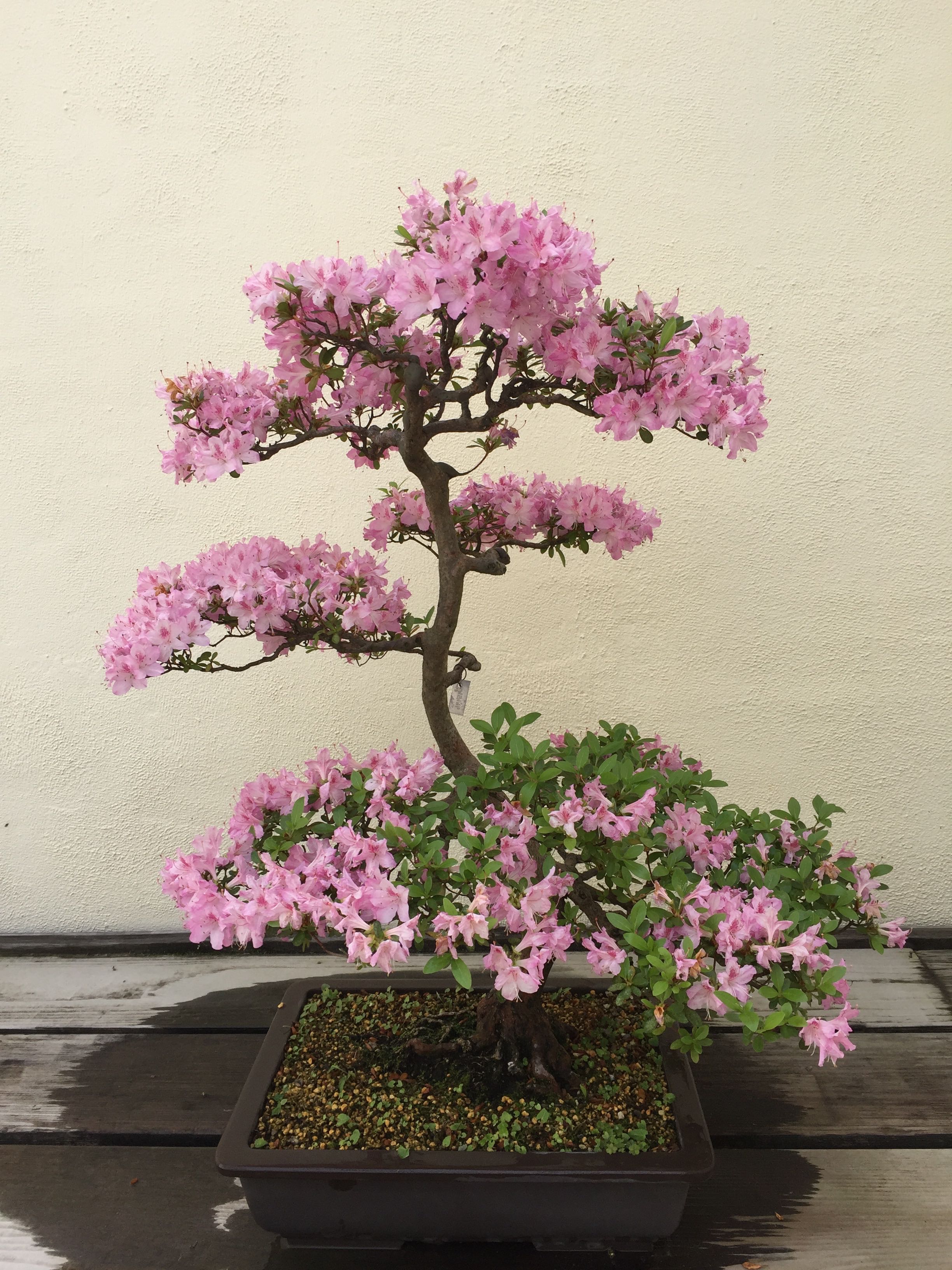 Bonsai Museum4.jpg