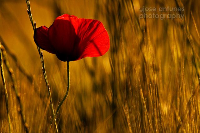 flowers10tips_JA05.jpg